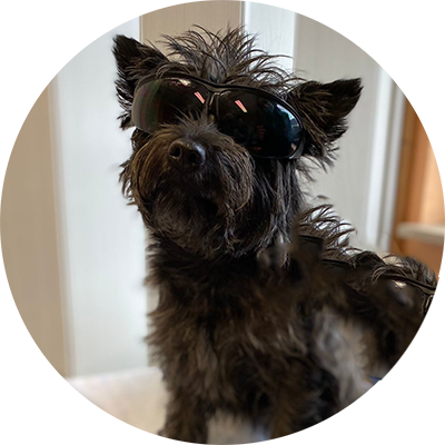 Hund Keira mit Sonnenbrille