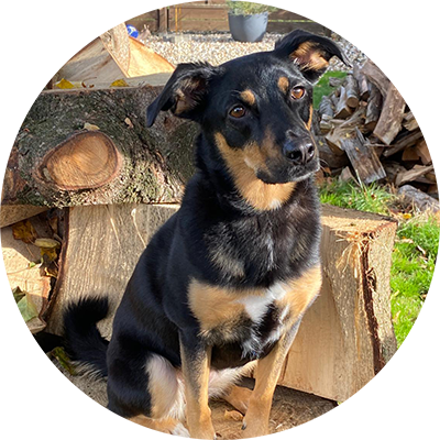 Kleiner schwarz-brauner Hund sitzt in der Sonne auf einem Baumstamm