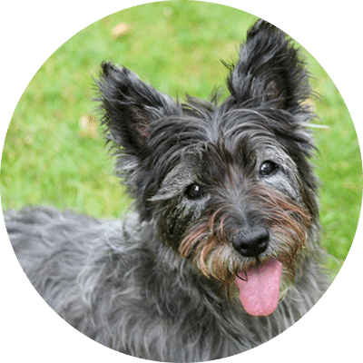 Hund Pia