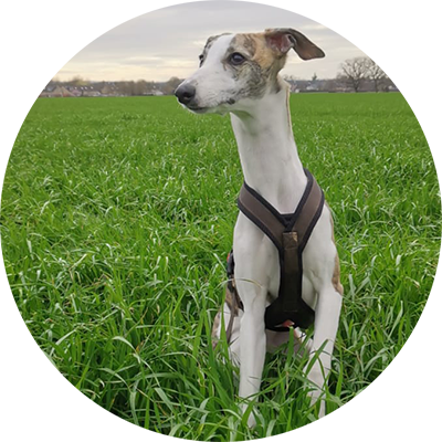 Windhund Wilma