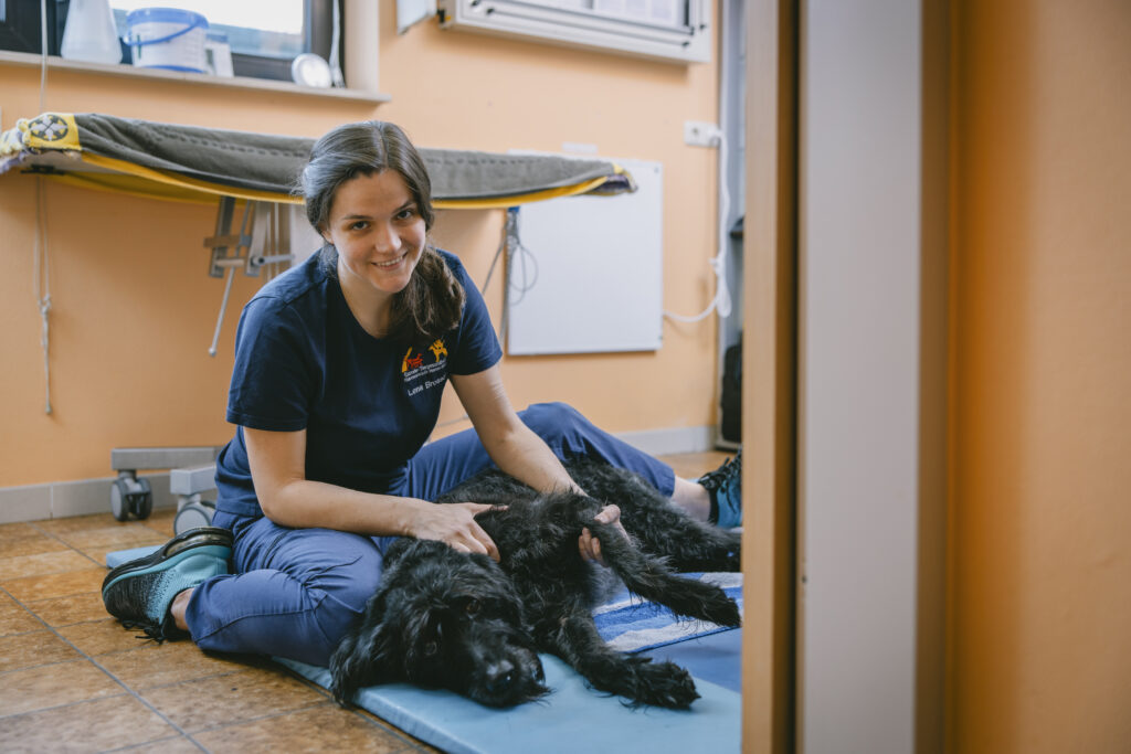 Schwarzer Hund wird am Boden massiert