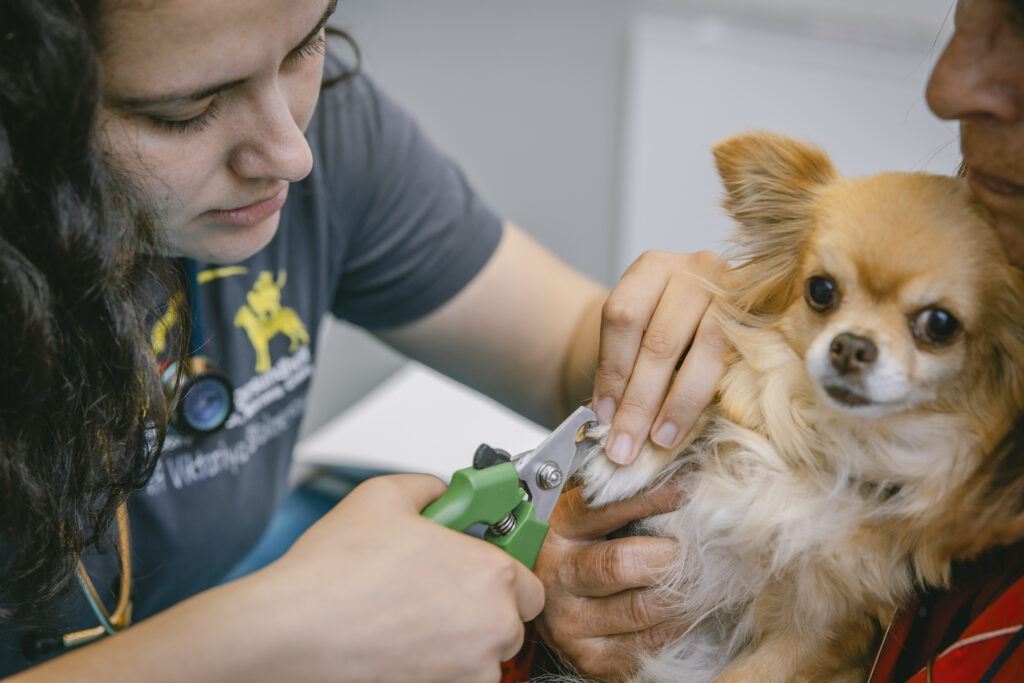 Krallen-schneiden-beim-Hund-Eurode-Tiergesundheit Krallenschneiden beim Hund