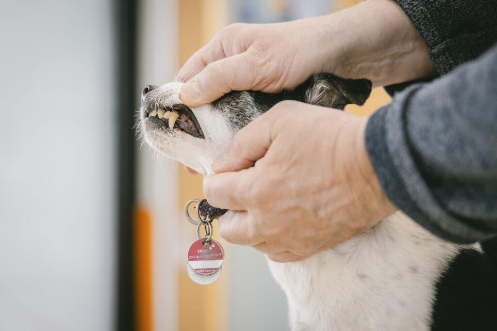 Zahnuntersuchung Hund
