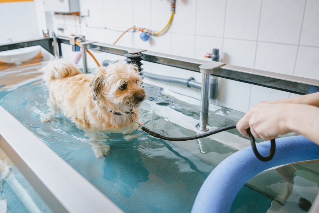Unterwasserlaufband-Hund-Eurode-Tiergesundheit-Herzogenrath Kleiner Hund im Wasserbecken. Er wird an der Leine geführt