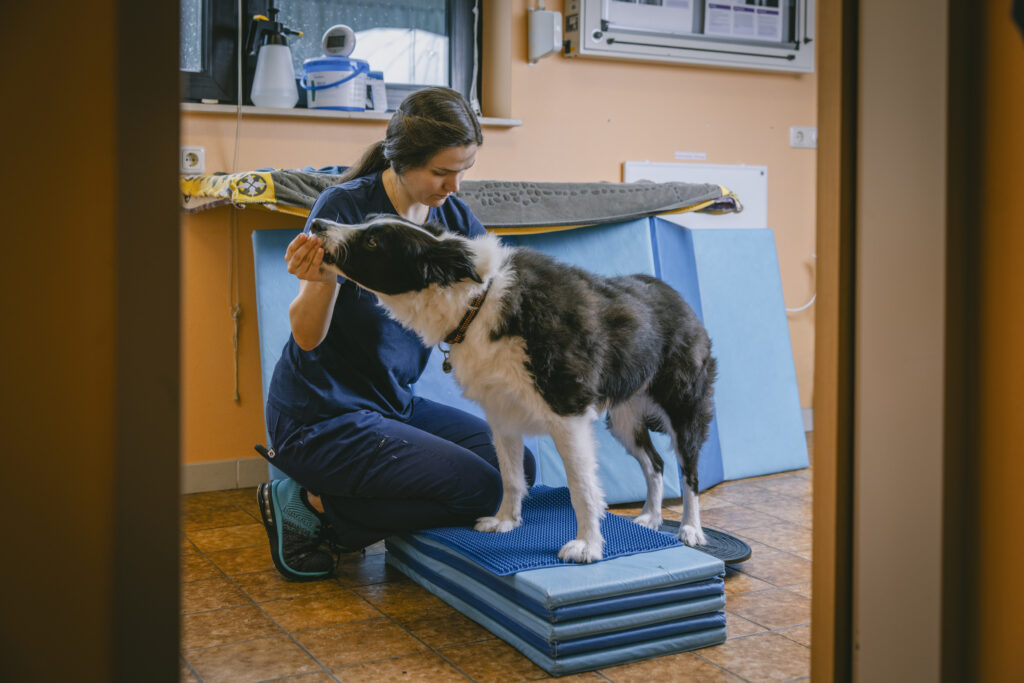 Hundephysio-trainiert-mit-Border-Collie-Eurode-Tiergesundheit-Herzogenrath Hundephysio trainiert mit Border Collie