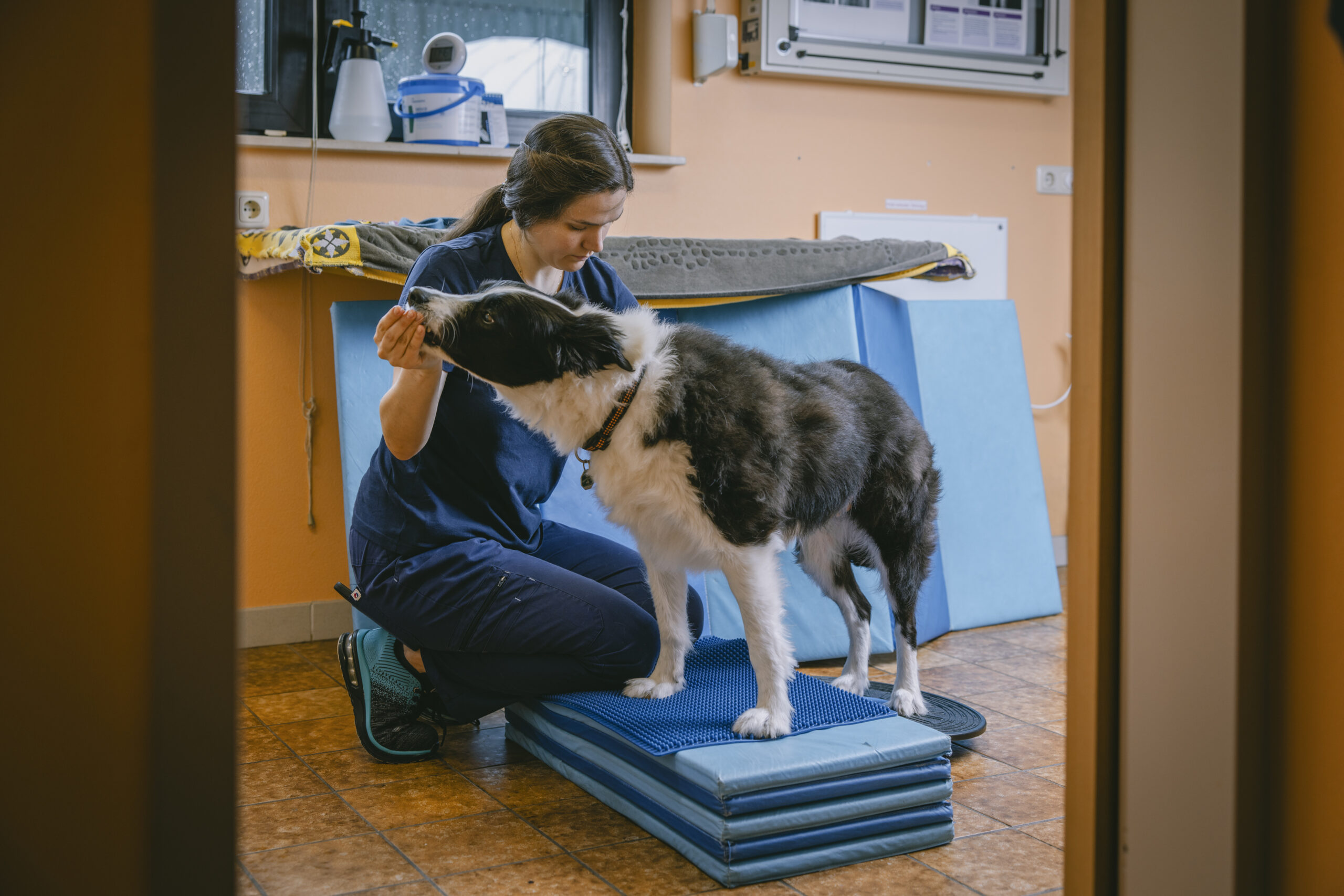Hundephysio trainiert mit Border Collie