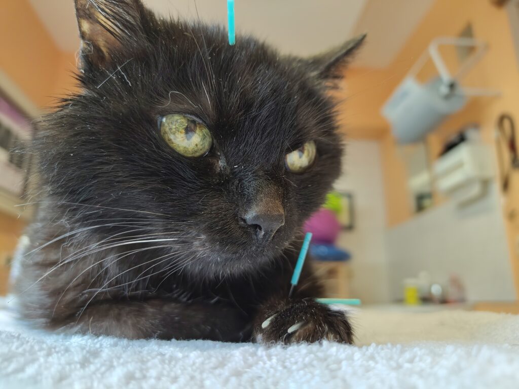 Schwarze Katze mit Akupunkturnadeln in Pfote und Kopf.